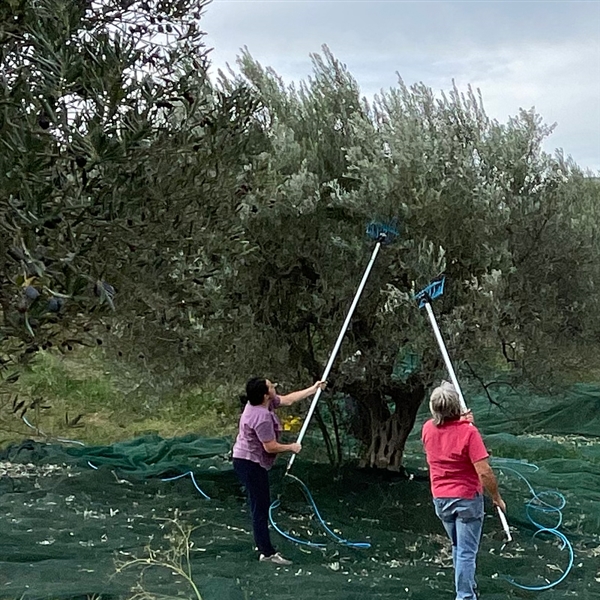 Olive harvest